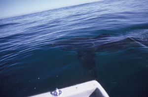 Great white from the boat. F50, 20mm. by Derek Haslam 